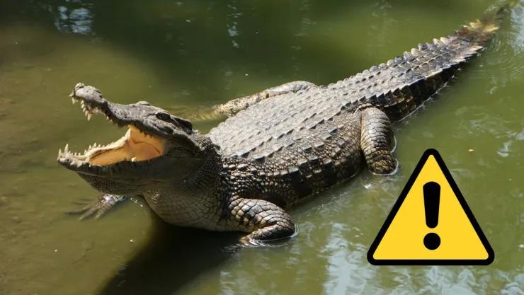El ataque ocurrió mientras un grupo de pescadores realizaba sus labores en un arroyo de Pajapan