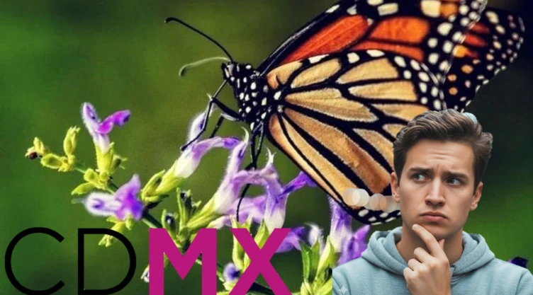 Llega la mariposa Monarca a México y este es el pueblo cerca de CDMX donde se ven más bonitas