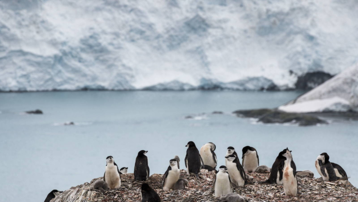 pinguinos-antartida.jpg