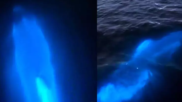 VIDEO: Captan a delfín bioluminiscente iluminando el océano