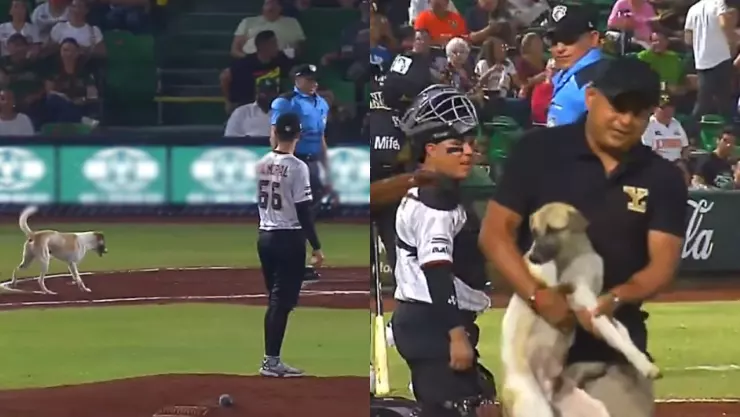 ¡Llegó safe al home! Perrito ganó el duelo de Leones de Yucatán y nuestros corazones