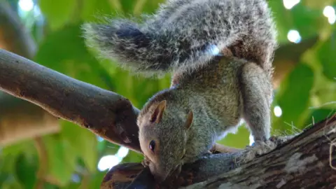 Así fueron captadas estas dos ardillas jugando en Yucatán; video viral.