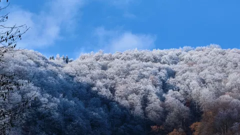 Frente Frío 15 ¿Cuándo llega y cuáles estados tendrán heladas en México durante diciembre 2024