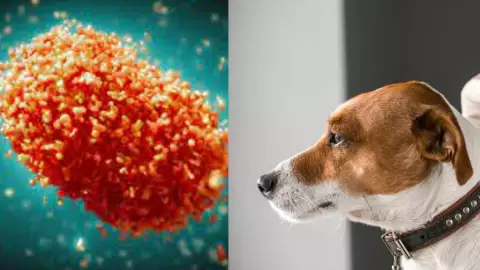 Primer caso de viruela del mono en un perro