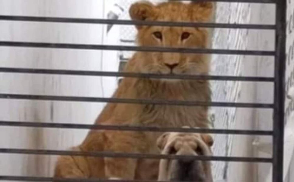 Abandonan a perrito y león en casa de Atizapán, Edomex