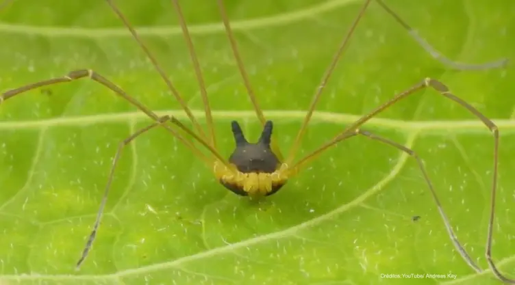 araña perro .jpg
