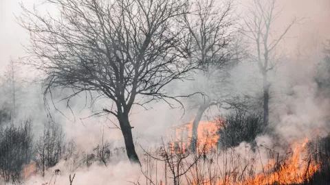 ¿Cómo evitar incendios y protegerse de los vientos de Santa Ana en Tijuana?