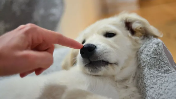 Los beneficios de tener un perro en casa