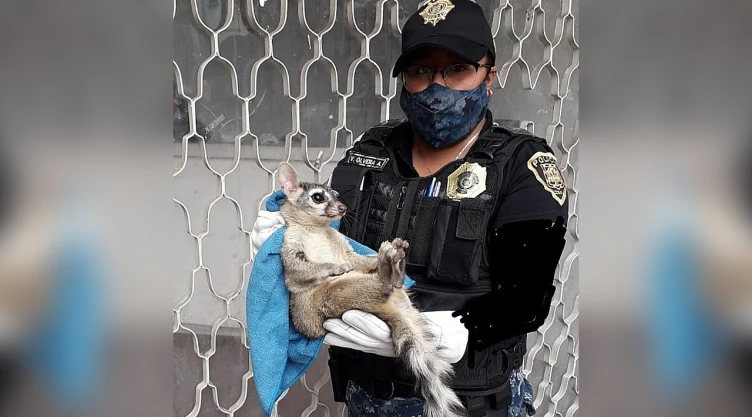 cacomixtle_policia_azcapotzalco