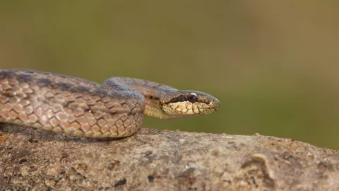 Una serpiente en casa