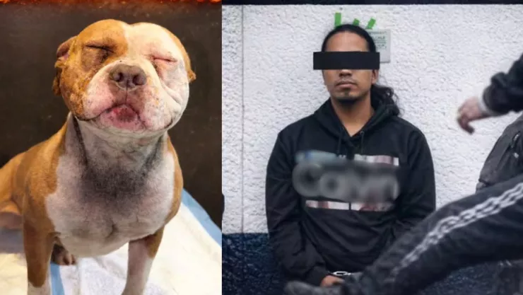 Prisión preventiva para agresor de Gumaro en Naucalpan; caso de maltrato animal