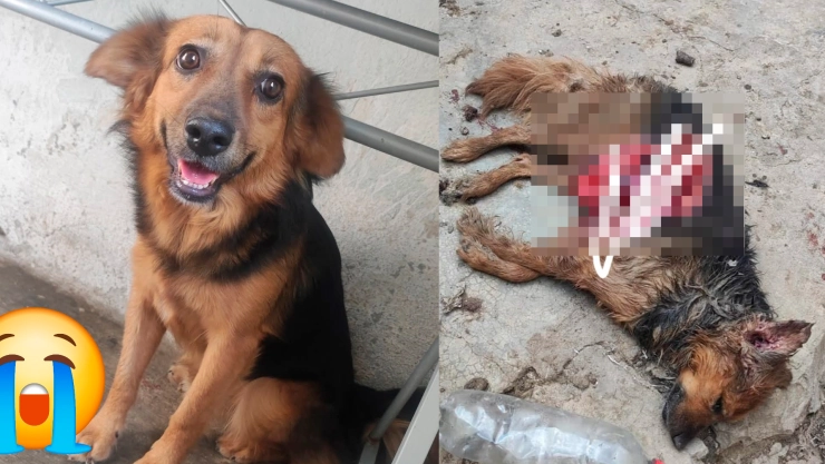 “Rambito fue asesinado con crueldad” Nuevo caso de maltrato animal en Tuxtla Gutiérrez