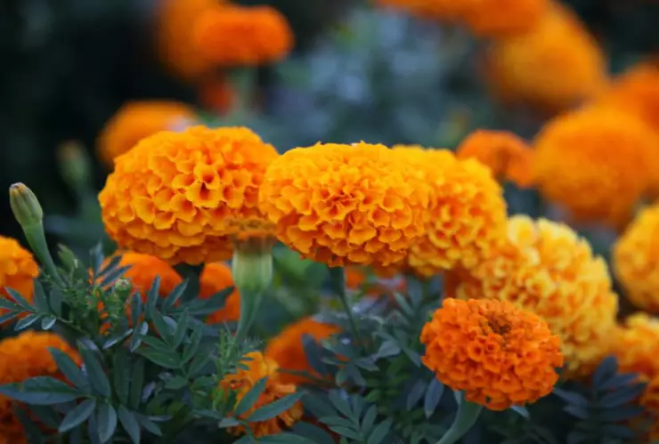 Flor de Cempasúchil