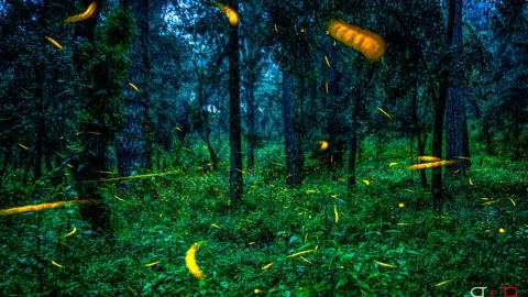 Luciérnagas iluminan las noches del Izta-Popo.jpg