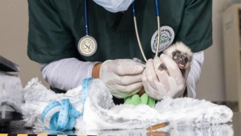 VIDEO_ Hallan 6 bebés de simios en partes íntimas de extranjeros; salían de Medellín