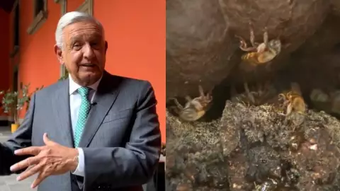 AMLO se _curó_ del COVID-19 con miel melipona de Yucatán