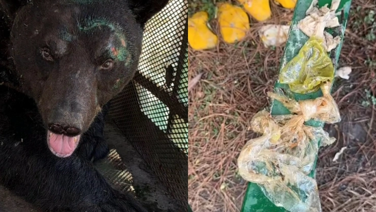 Oso sufre indigestión y vomita bolsas de plástico; es atendido por veterinarios en Nuevo León