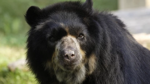 Expertos hallan a osos andinos, especie en extinción en Ecuador