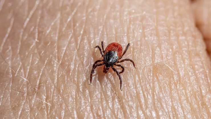 ¿Lo sabías? Tu celular tiene una función oculta para detectar garrapatas en segundos