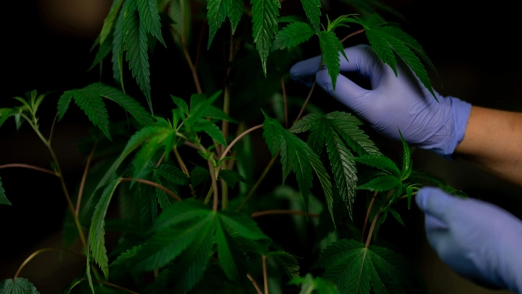 Por más de 50 años, la marihuana ha estado catalogada en la Lista uno.