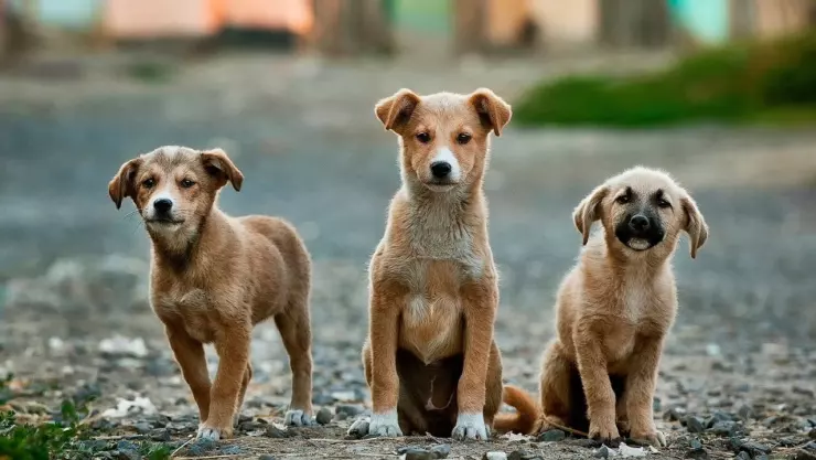 Maltrato Animal: Bomberos de Monclova fueron despedidos; mataron a perritos