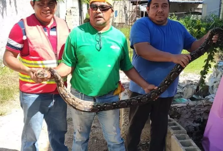Terror en Conkal por la aparición de una ENORME boa en una CASA