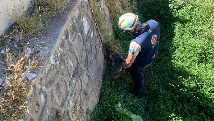 Perro atrapado en un arroyo León.png