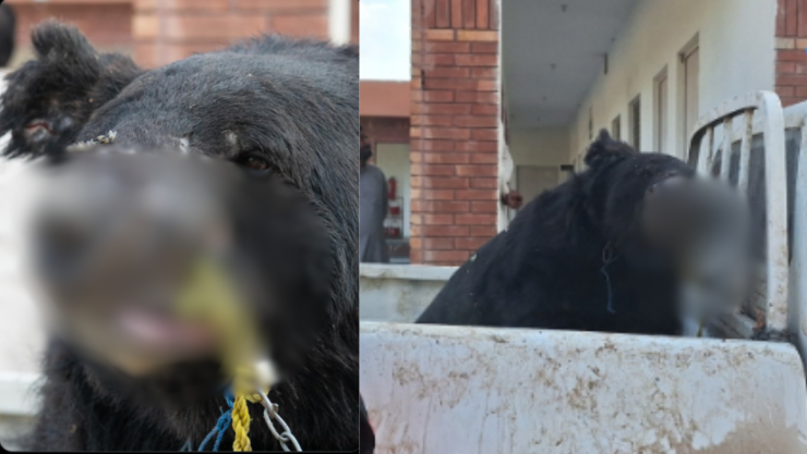 “Rocky” oso rescatado de la crueldad de las peleas clandestinas en Pakistán