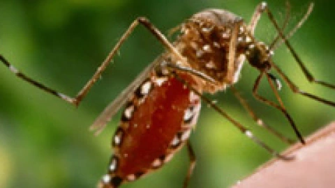Chiapas, mosco dengue