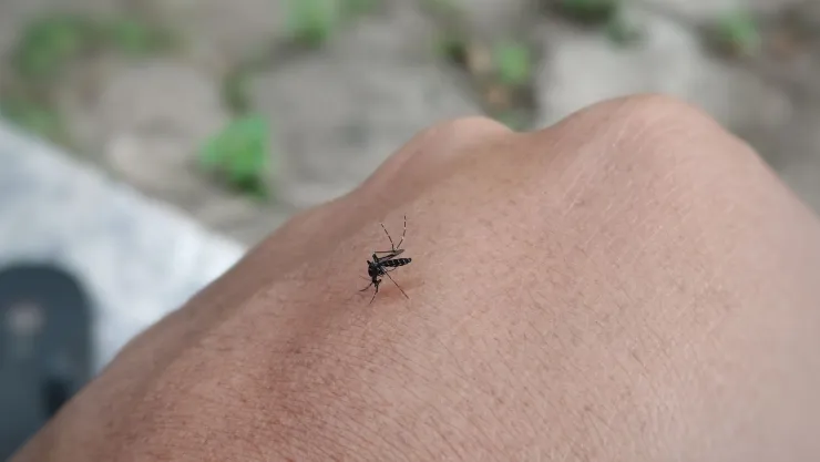 El repelente casero para mosquitos que es popular en TikTok