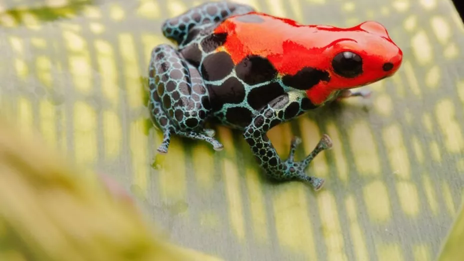 sapo_Dirk Ercken.jpg