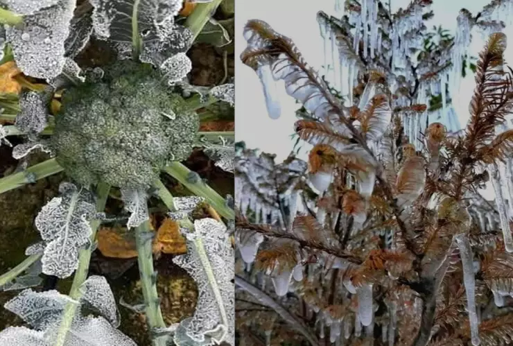 heladas puebla afecta campos de cultivo