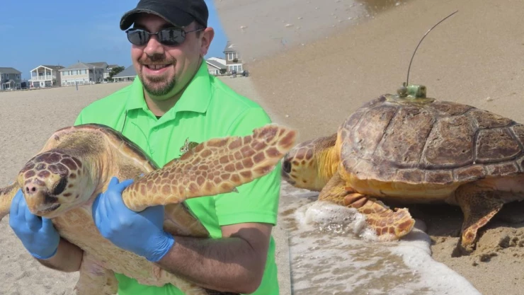 Salvan a tortugan y la regresan al mar.