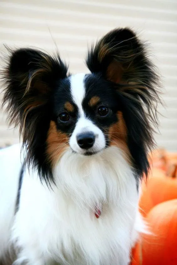 7 razas de perros chiquitos que están peludos y no crecen: pueden vivir bien en departamentos