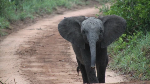 elefante trompa cazador.jpg