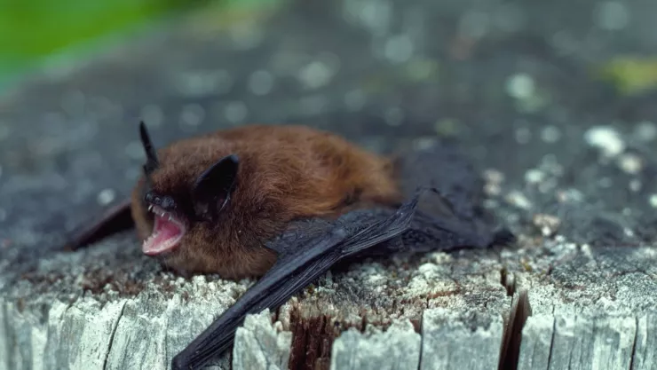 Muere niña de 8 años por mordedura de murciélago en Oaxaca