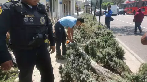 PINO SE DESPLOMA COLONA DOCTORES.jpg