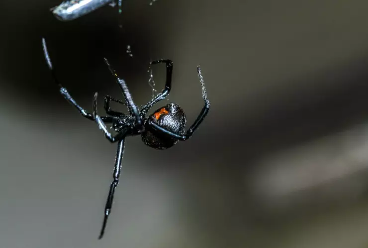 Arañas venenosas