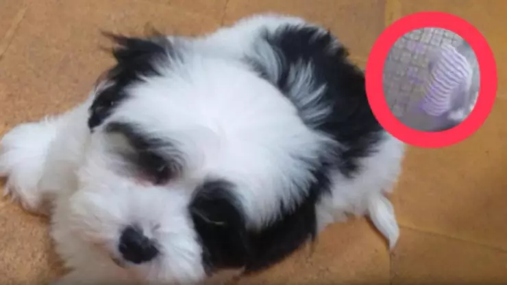 sujeto-se-roba-perrito-vende-50-pesos-veterinaria-paraguay-video