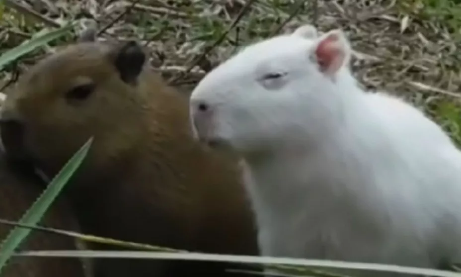 capibara albino