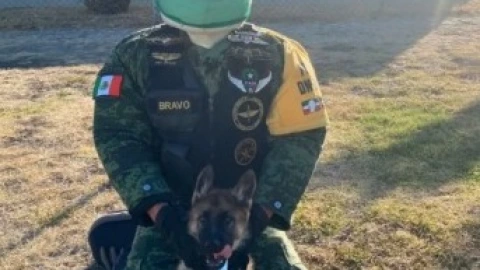 ‘Roko’, un perrito entrenado por la Sedena con especialidad en búsqueda y rescate