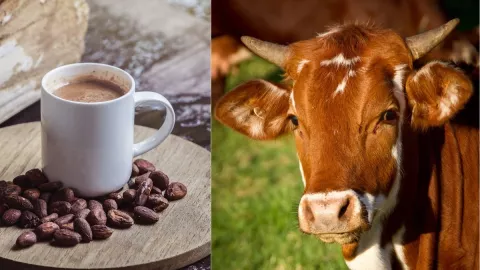 Leche, chocolate, vacas café 1.jpg