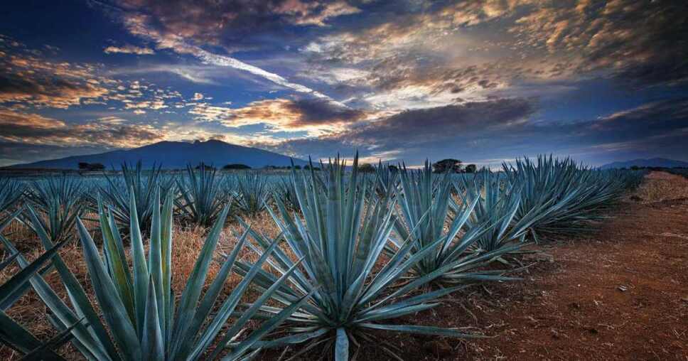 sembradío de agaves - tequila jalisco