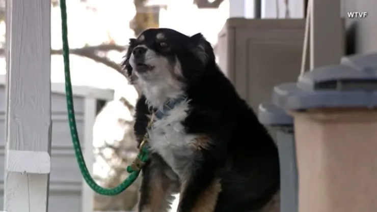 ¡Increíble! Perrita hereda 5 millones de dólares de un empresario fallecido