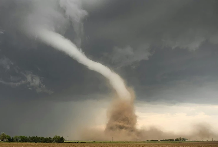 tornado chihuahua.jpg