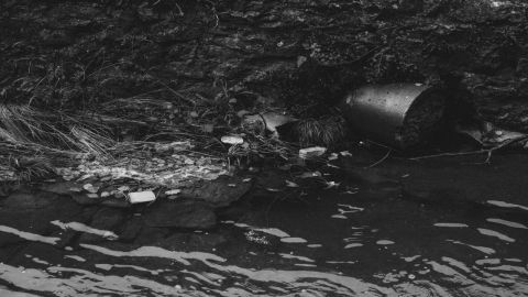 Reportan muertes masivas de peces en Tabasco