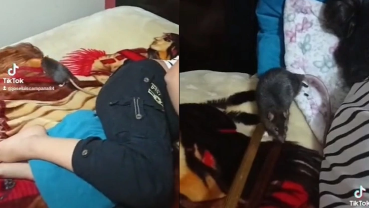 Rata merodea en cama.