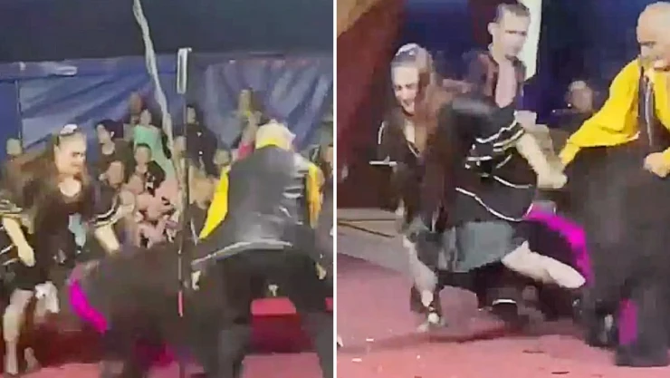 oso_entrenadora_circo
