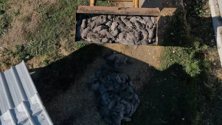 visones sacrificados dinamarca.jpg