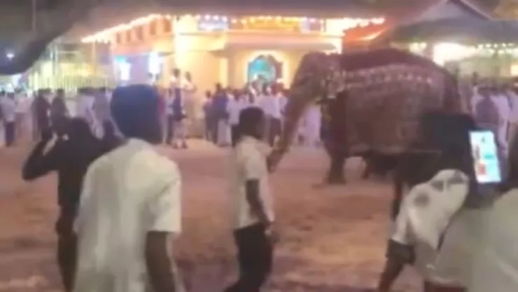 video elefante sri lanka